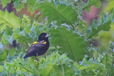Yellow Bishop from Uganda Euplectes capensis,Geotagged,Summer,Uganda,Yellow bishop