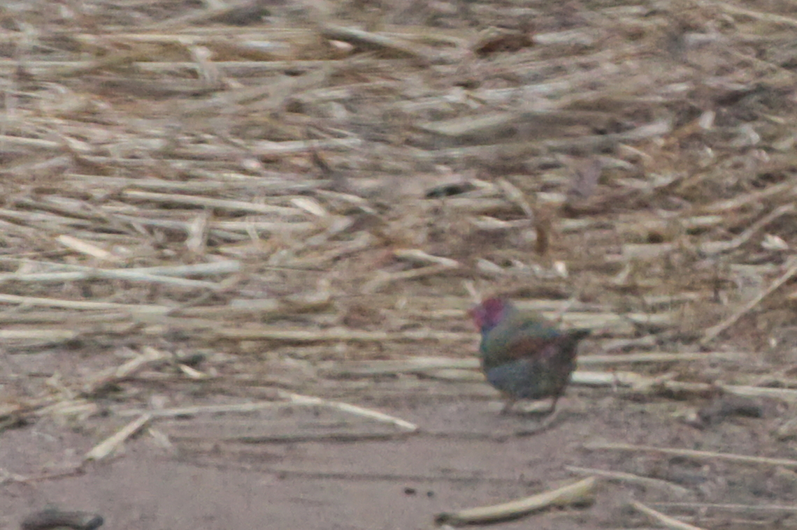Orange-winged Pytilia  Angola,Geotagged,Orange-winged pytilia,Pytilia afra,Winter