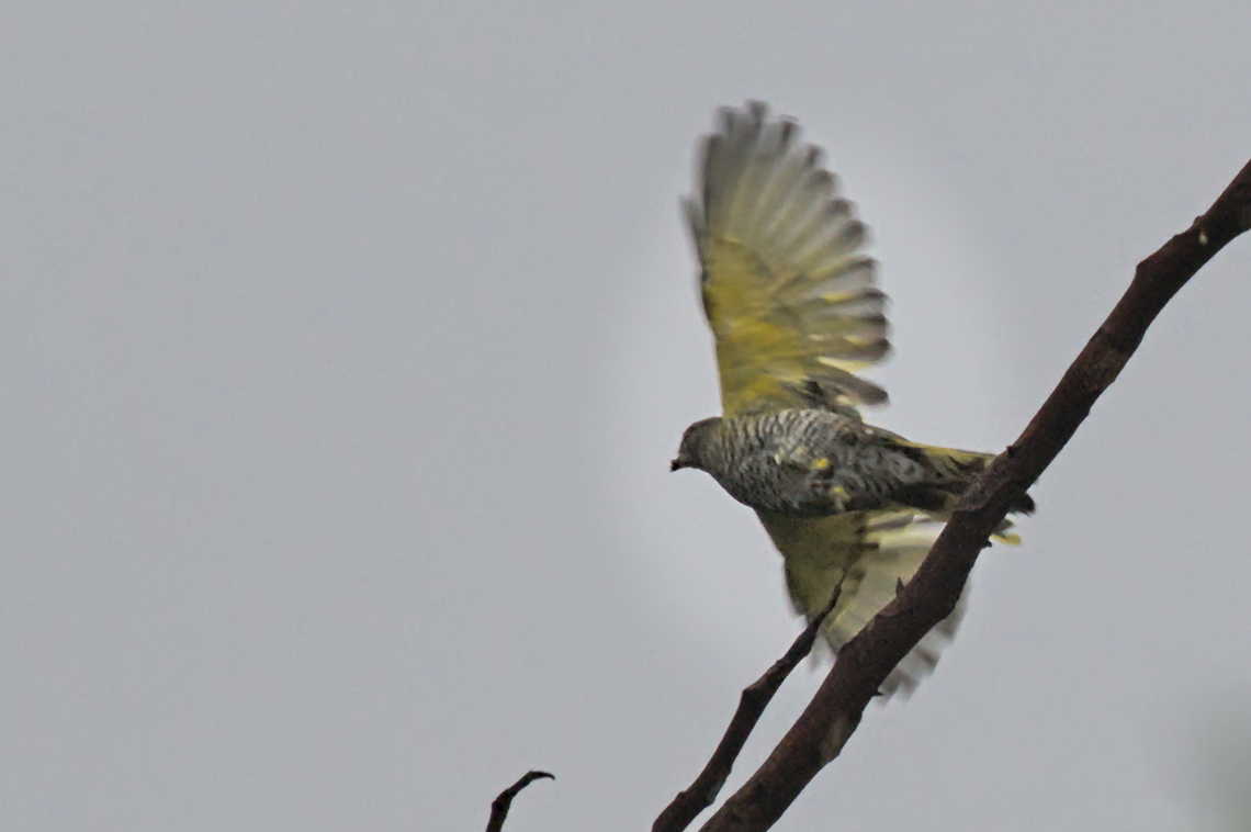 Black Cuckooshrike female flying off, some fine-tuning on the RAW data Angola,Black cuckooshrike,Campephaga flava,Fall,Geotagged