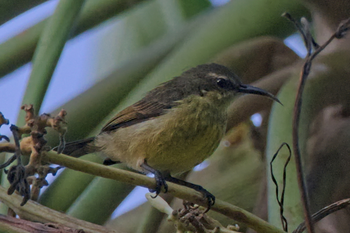 Olive-bellied Sunbird female Angola,Cinnyris chloropygia,Geotagged,Olive-bellied sunbird,Winter