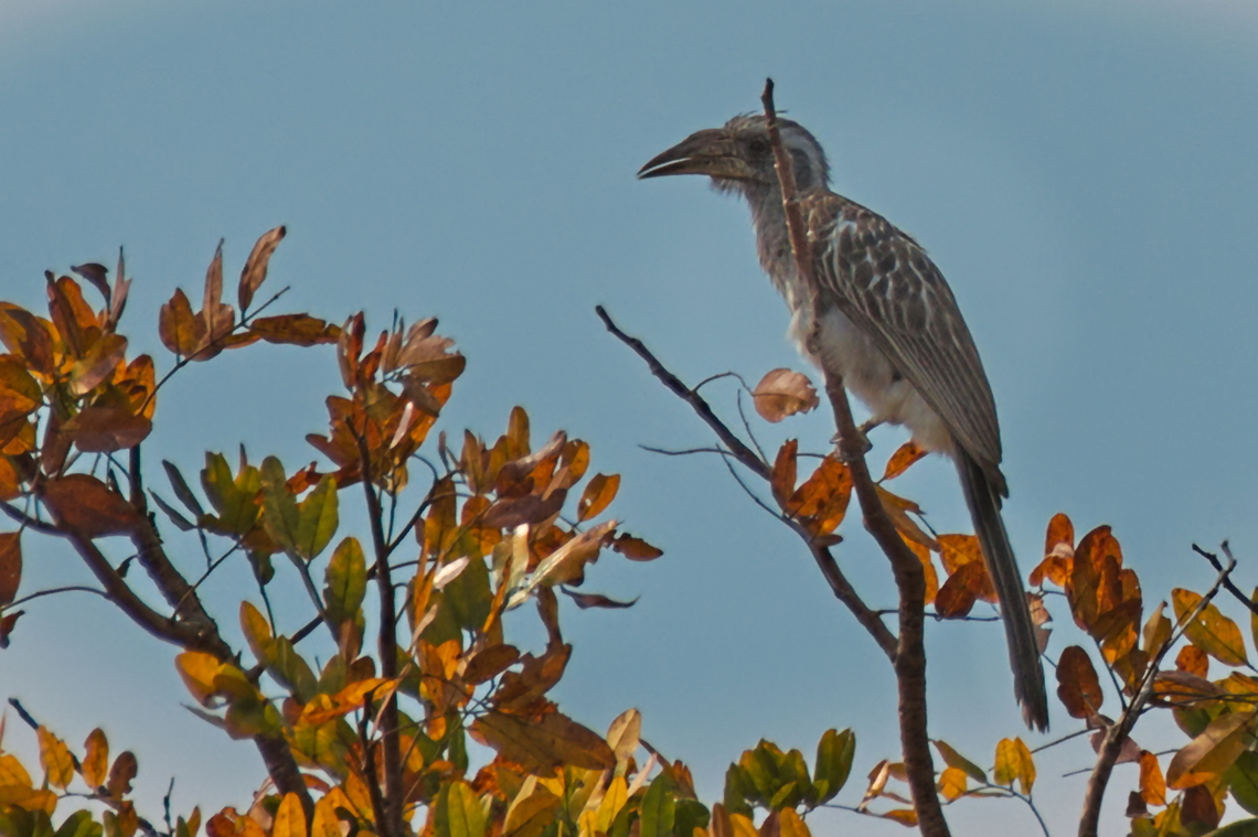 Pale-billed Hornbill  Angola,Geotagged,Lophoceros pallidirostris,Pale-billed hornbill,Winter