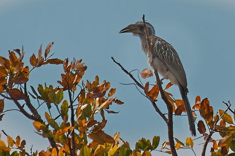 Pale-billed hornbill