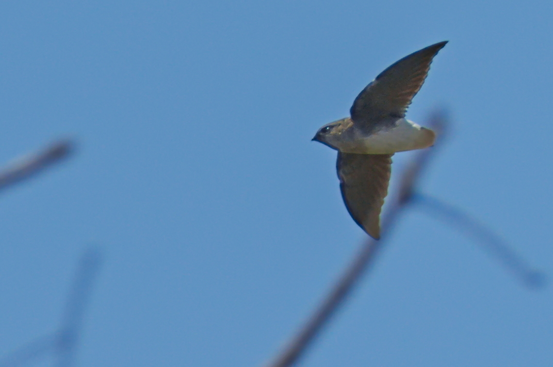 B&ouml;hm-s Spinetail B&ouml;hm's Spinetail flying  Angola,B&ouml;hms spinetail,Fall,Geotagged,Neafrapus boehmi