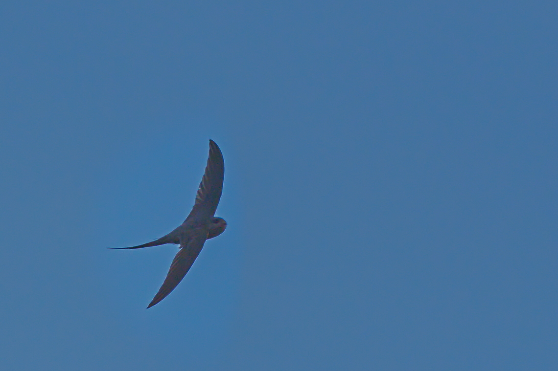 African Palm Swift flying over African palm swift,Angola,Cypsiurus parvus,Fall,Geotagged