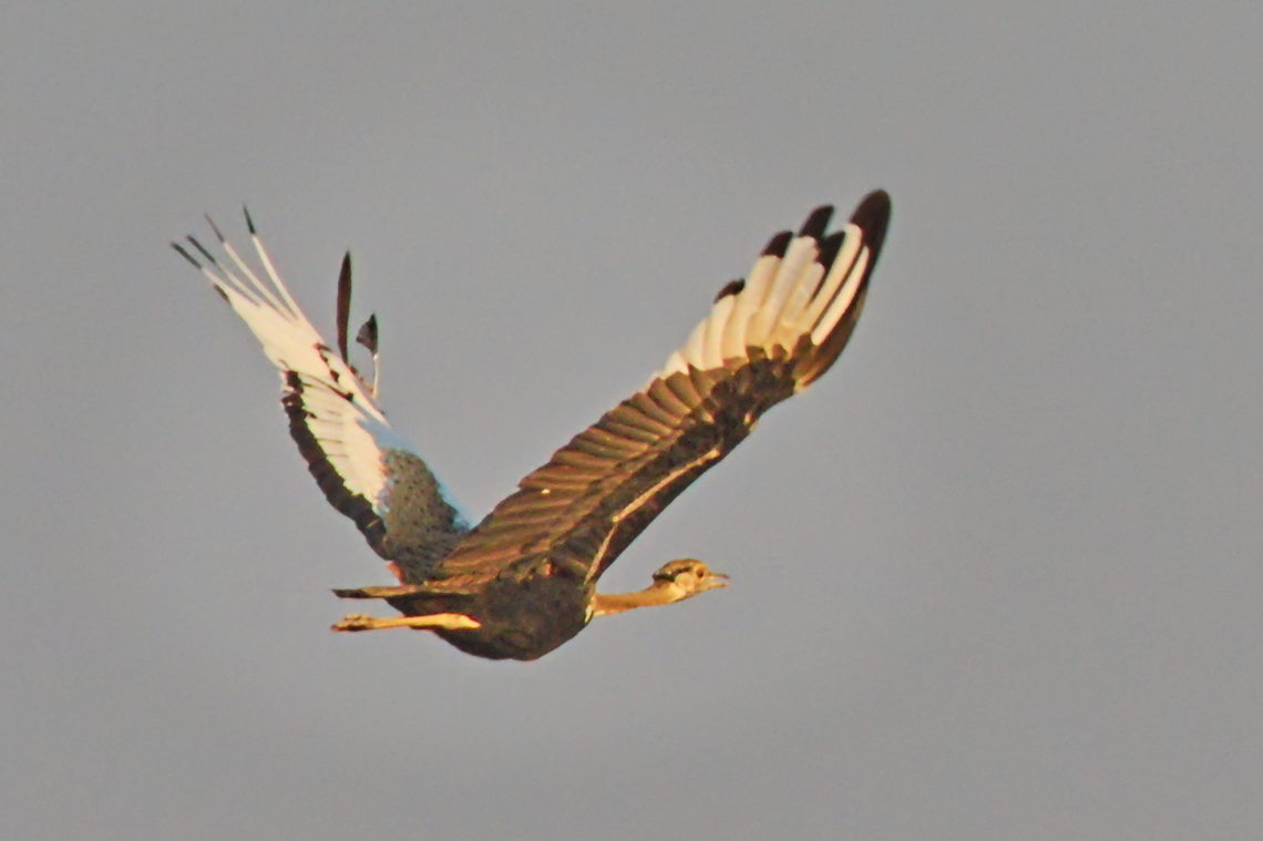 Black-bellied Bustard flying over Angola,Black-bellied Bustard,Geotagged,Lissotis melanogaster,Winter