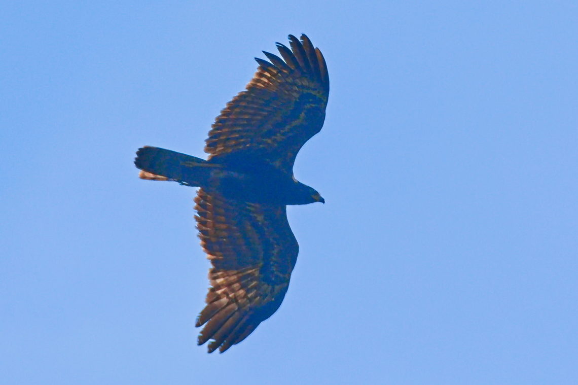 African Harrier-Hawk juvenile in Angola  African harrier-hawk,Angola,Geotagged,Polyboroides typus,Winter