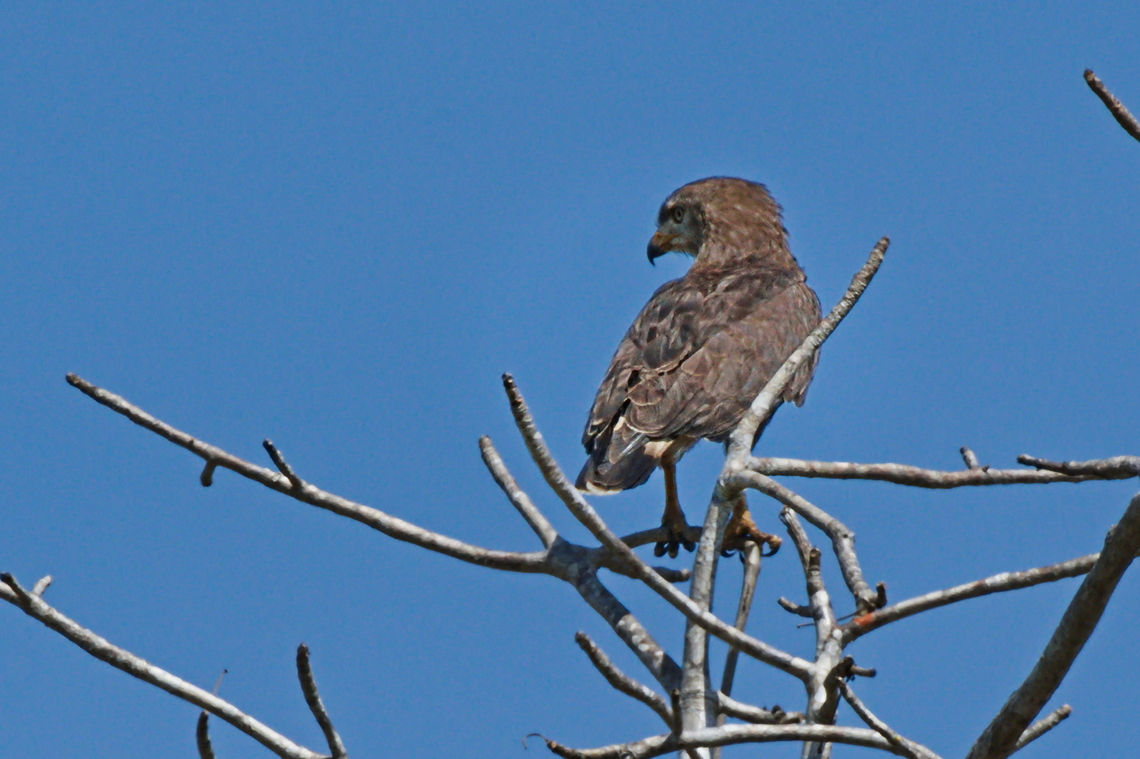 Western Banded Snake Eagle  Angola,Circaetus cinerascens,Fall,Geotagged,Western banded snake eagle