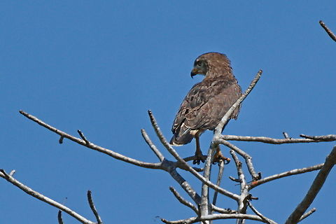 Western Banded Snake Eagle Angola,Circaetus cinerascens,Fall,Geotagged,Western banded snake eagle