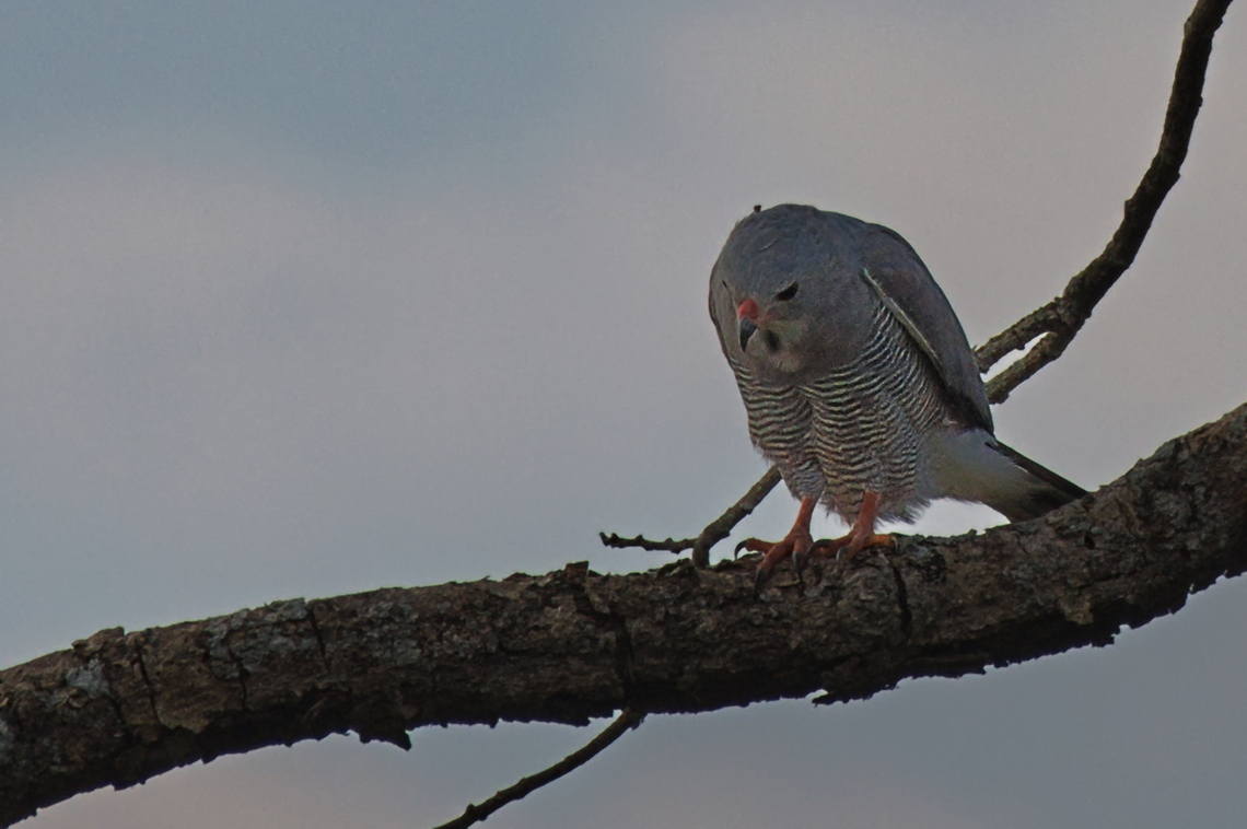 Lizard Buzzard  Angola,Geotagged,Kaupifalco monogrammicus,Lizard buzzard,Winter