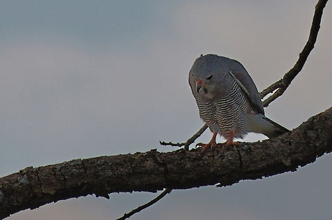 Lizard Buzzard  Angola,Geotagged,Kaupifalco monogrammicus,Lizard buzzard,Winter