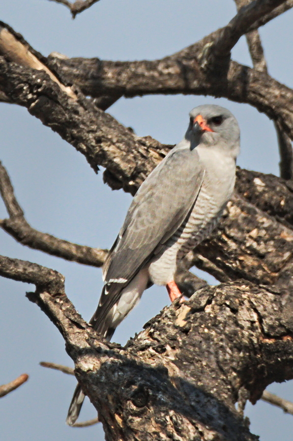 Gabar Goshawk  Angola,Gabar goshawk,Geotagged,Micronisus gabar,Winter