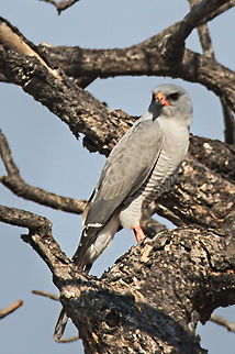 Gabar Goshawk  Angola,Gabar goshawk,Geotagged,Micronisus gabar,Winter