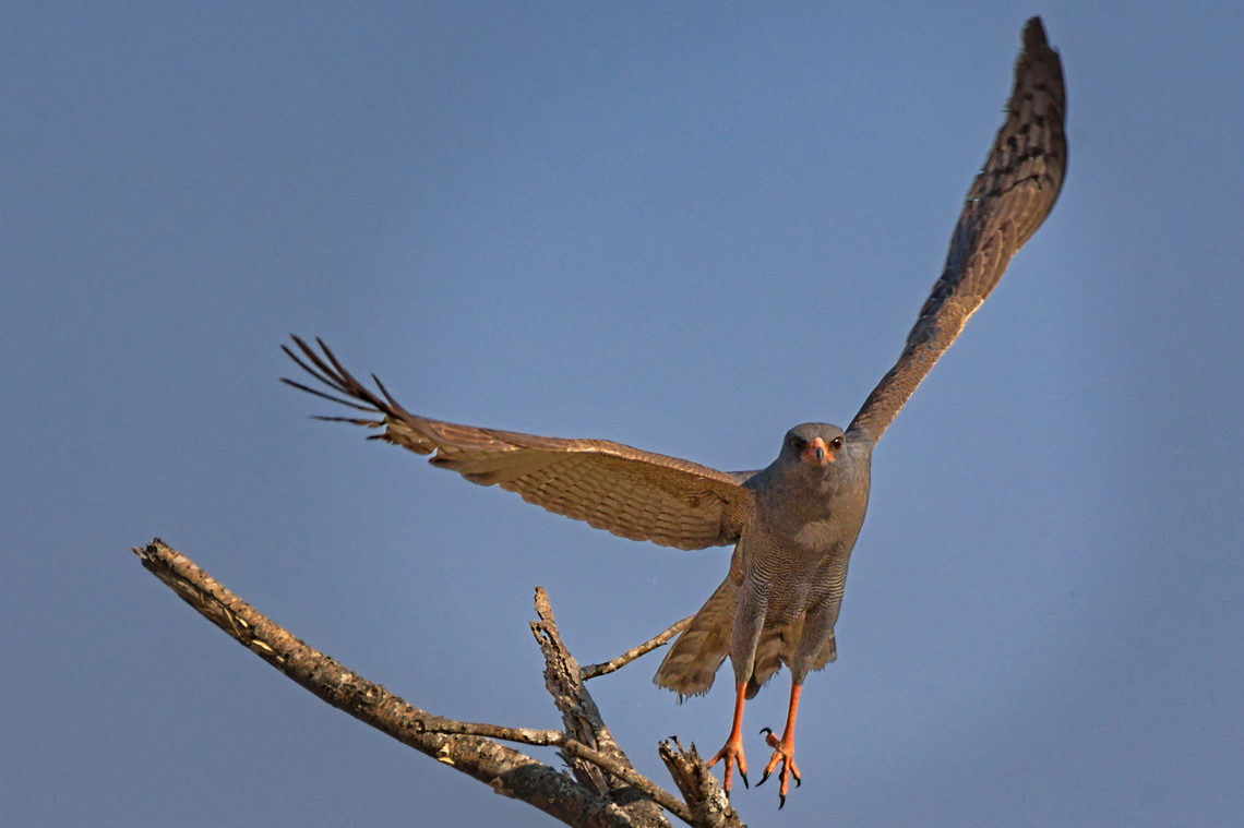 Dark Chanting Goshawk flying off Angola,Dark chanting goshawk,Geotagged,Melierax metabates,Winter