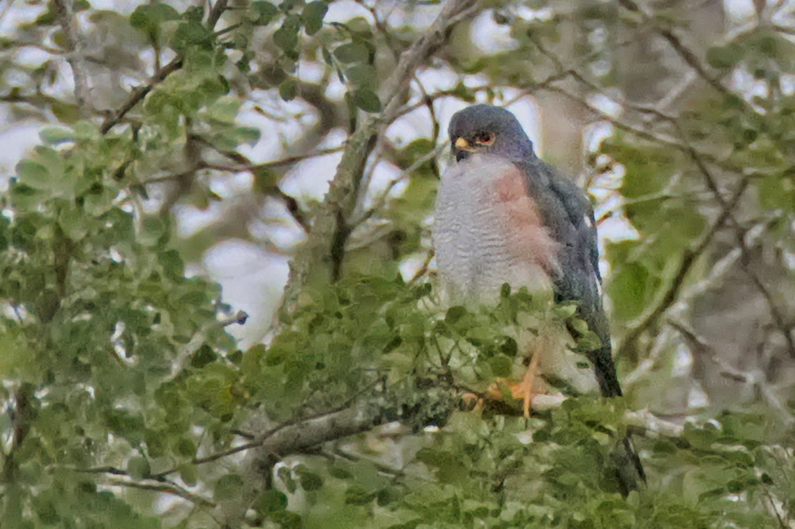 Little Sparrowhawk  Accipiter minullus,Angola,Fall,Geotagged,Little sparrowhawk