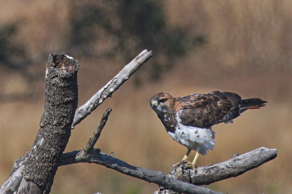 Red-necked Buzzard thinking about flying off  Angola,Buteo auguralis,Geotagged,Red-necked buzzard,Winter
