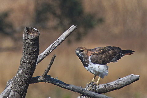 Red-necked Buzzard thinking about flying off  Angola,Buteo auguralis,Geotagged,Red-necked buzzard,Winter