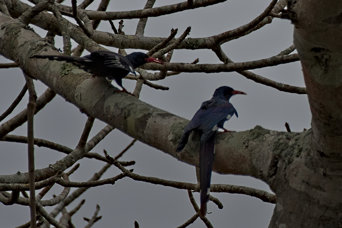Green Wood-hoopoe couple in a tree Angola,Fall,Geotagged,Green wood-hoopoe,Phoeniculus purpureus