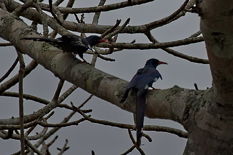 Green Wood-hoopoe couple in a tree Angola,Fall,Geotagged,Green wood-hoopoe,Phoeniculus purpureus