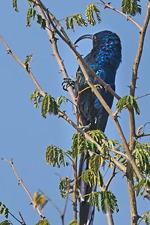 Common Scimitarbill  Angola,Common scimitarbill,Geotagged,Rhinopomastus cyanomelas,Winter
