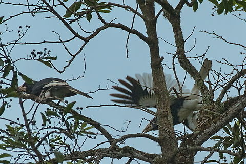 Piping Hornbills  Angola,Bycanistes fistulator,Fall,Geotagged,Piping hornbill