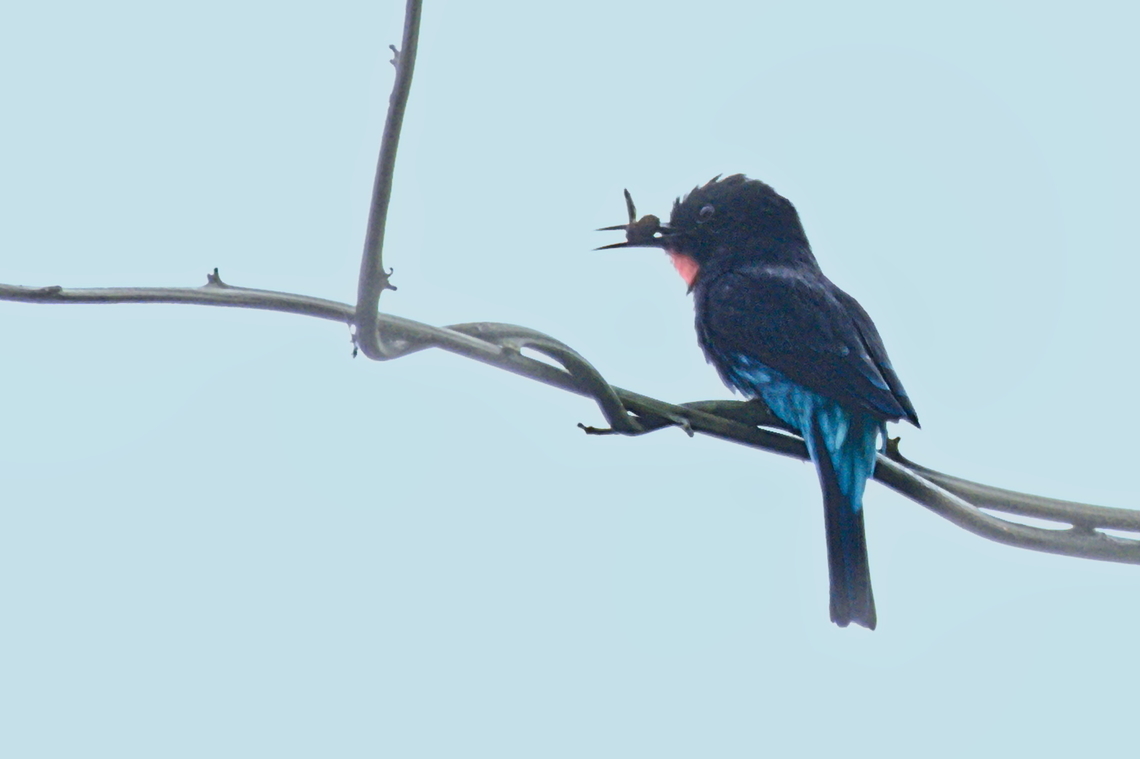 Black Bee-eater  with prey  Angola,Black bee-eater,Fall,Geotagged,Merops gularis
