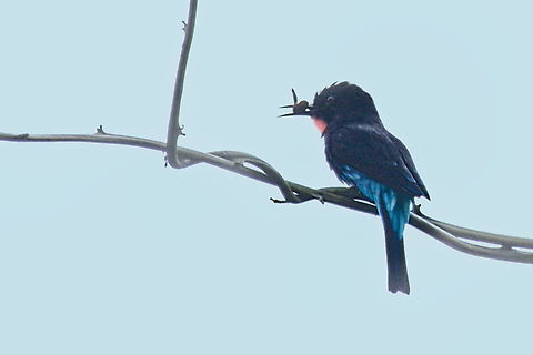 Black Bee-eater with prey Angola,Black bee-eater,Fall,Geotagged,Merops gularis