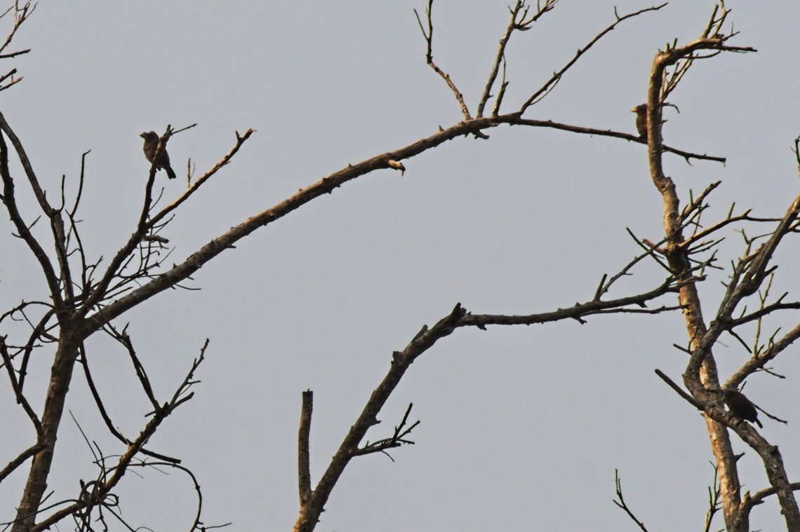 Bristle-nosed Barbets three in a tree Angola,Bristle-nosed barbet,Geotagged,Gymnobucco peli,Winter