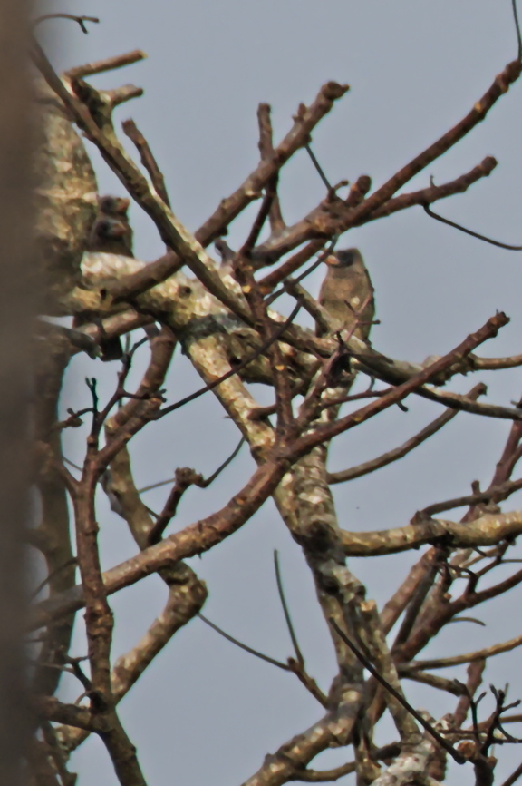 Naked-faced_Barbet_110ND500_DSC8654  Angola,Fall,Geotagged,Gymnobucco calvus,Naked-faced barbet