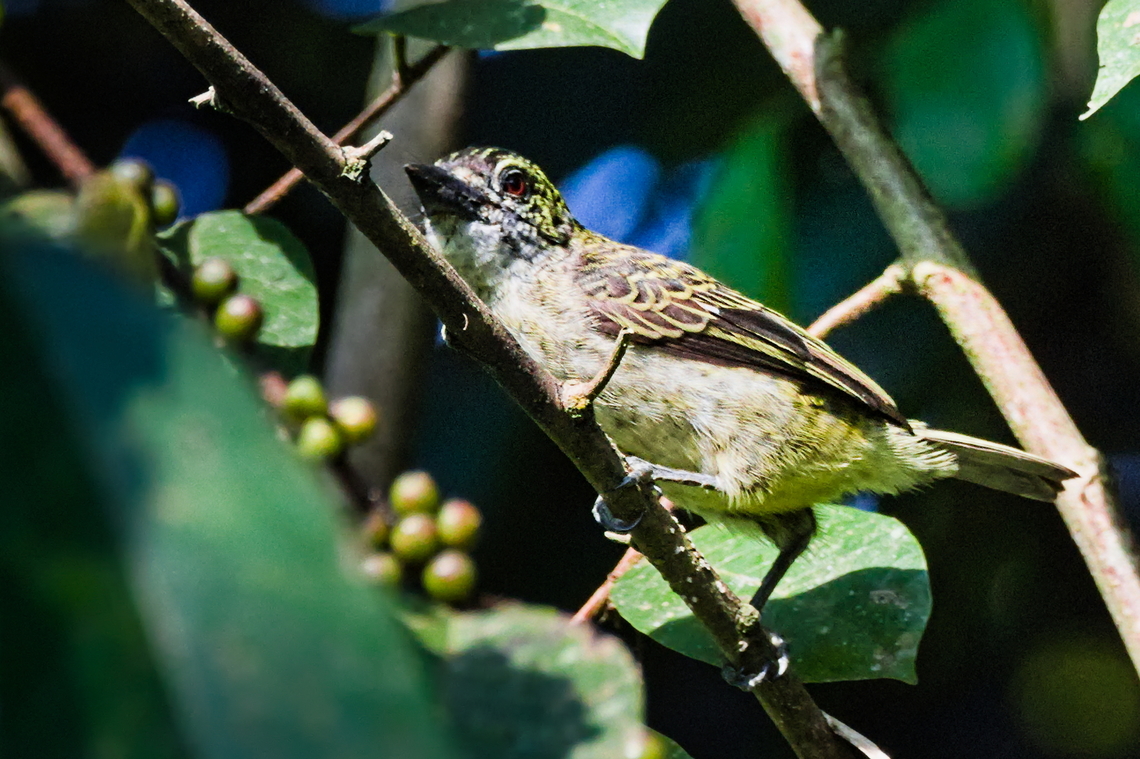 Speckled Tinkerbird  Angola,Fall,Geotagged,Pogoniulus scolopaceus,Speckled tinkerbird