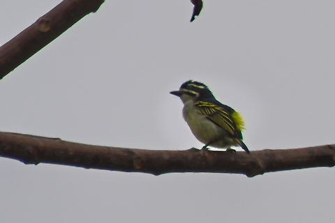 Yellow-rumped Tinkerbird  Angola,Fall,Geotagged,Pogoniulus bilineatus,Yellow-rumped tinkerbird