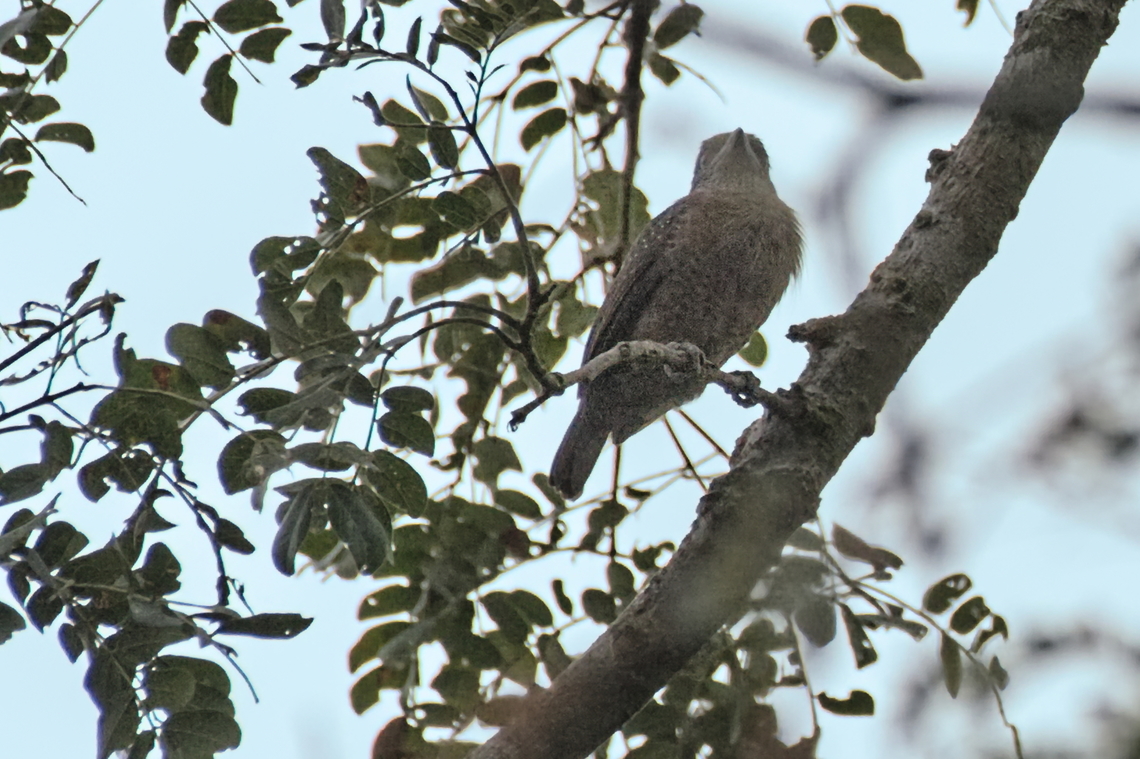 Hairy-breasted Barbet  Angola,Fall,Geotagged,Hairy-breasted barbet,Tricholaema hirsuta