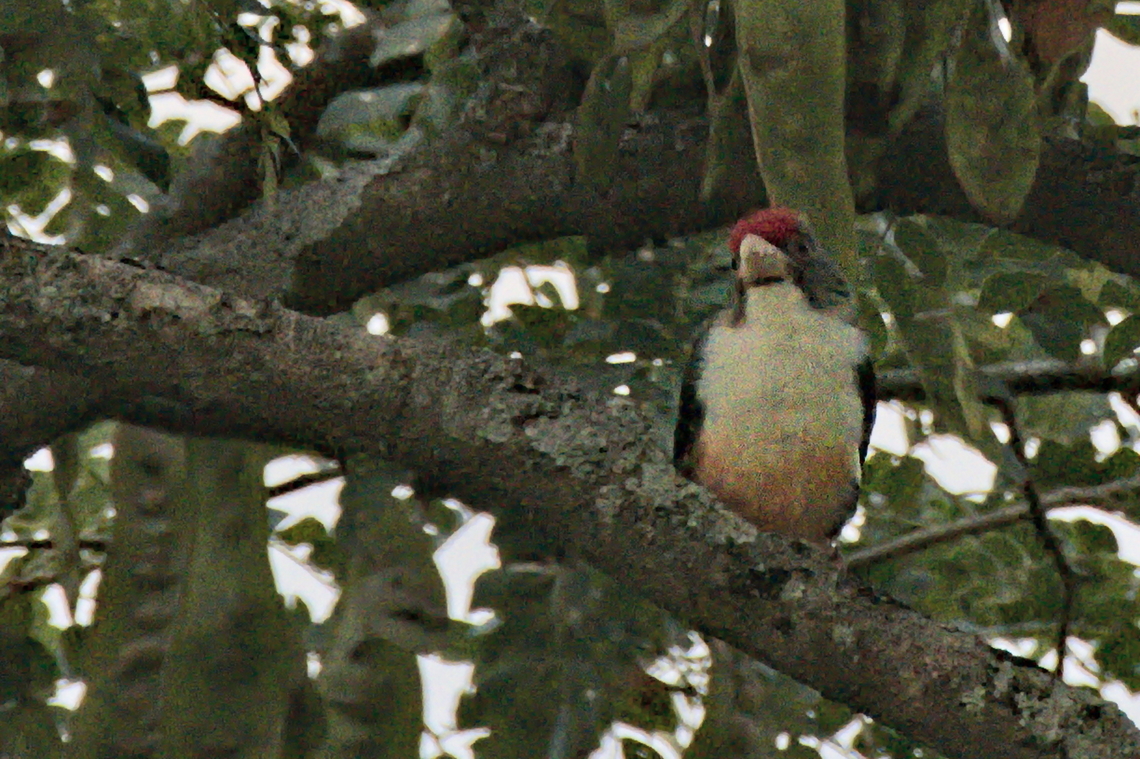 Black-backed Barbet  Angola,Black-backed barbet,Geotagged,Lybius minor,Winter