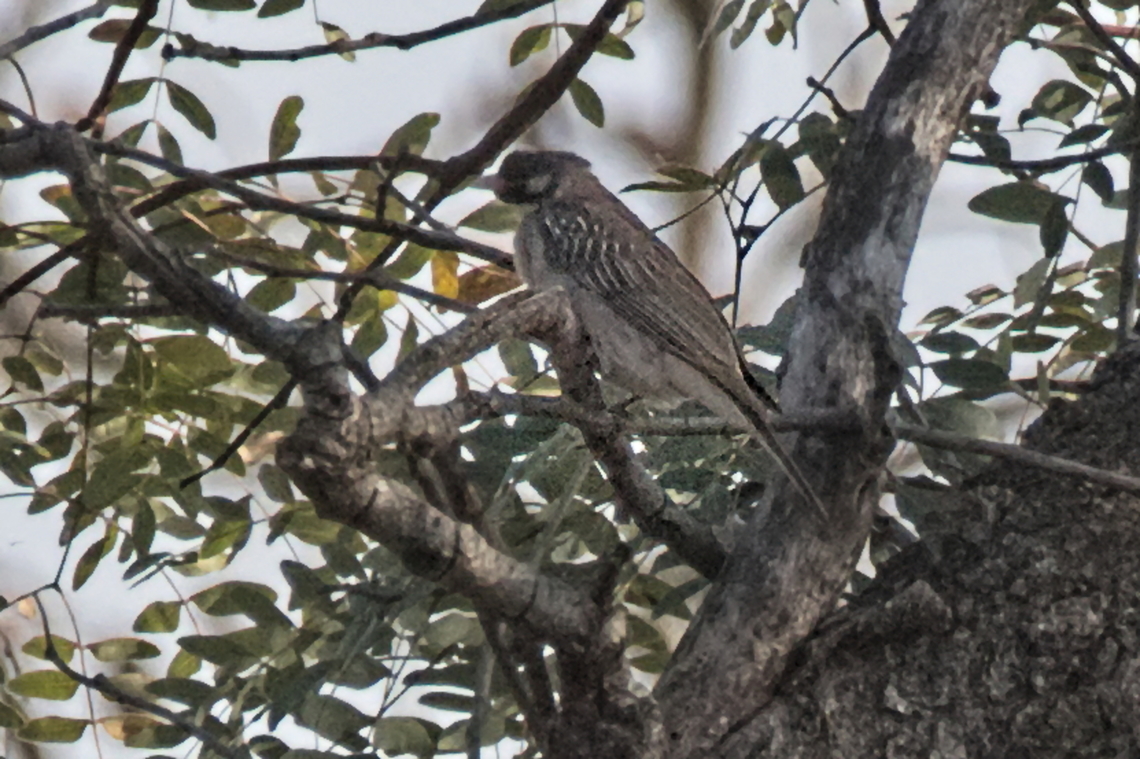 Greater Honeyguide  Angola,Geotagged,Greater honeyguide,Indicator indicator,Winter