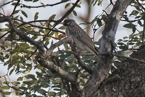 Greater Honeyguide Angola,Geotagged,Greater honeyguide,Indicator indicator,Winter