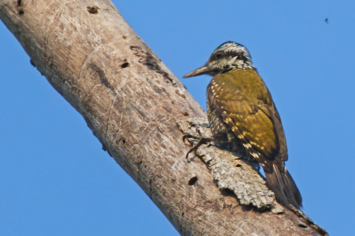 Yellow-crested Woodpecker  Angola,Chloropicus xantholophus,Geotagged,Winter,Yellow-crested woodpecker