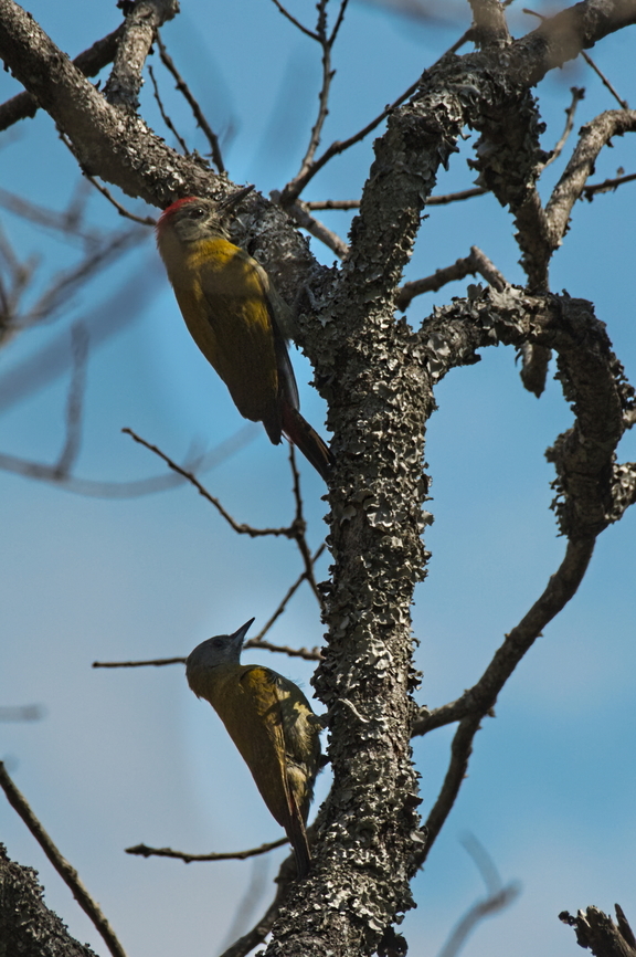 Olive Woodpecker couple, male leading  Angola,Dendropicos griseocephalus,Geotagged,Olive woodpecker,Winter