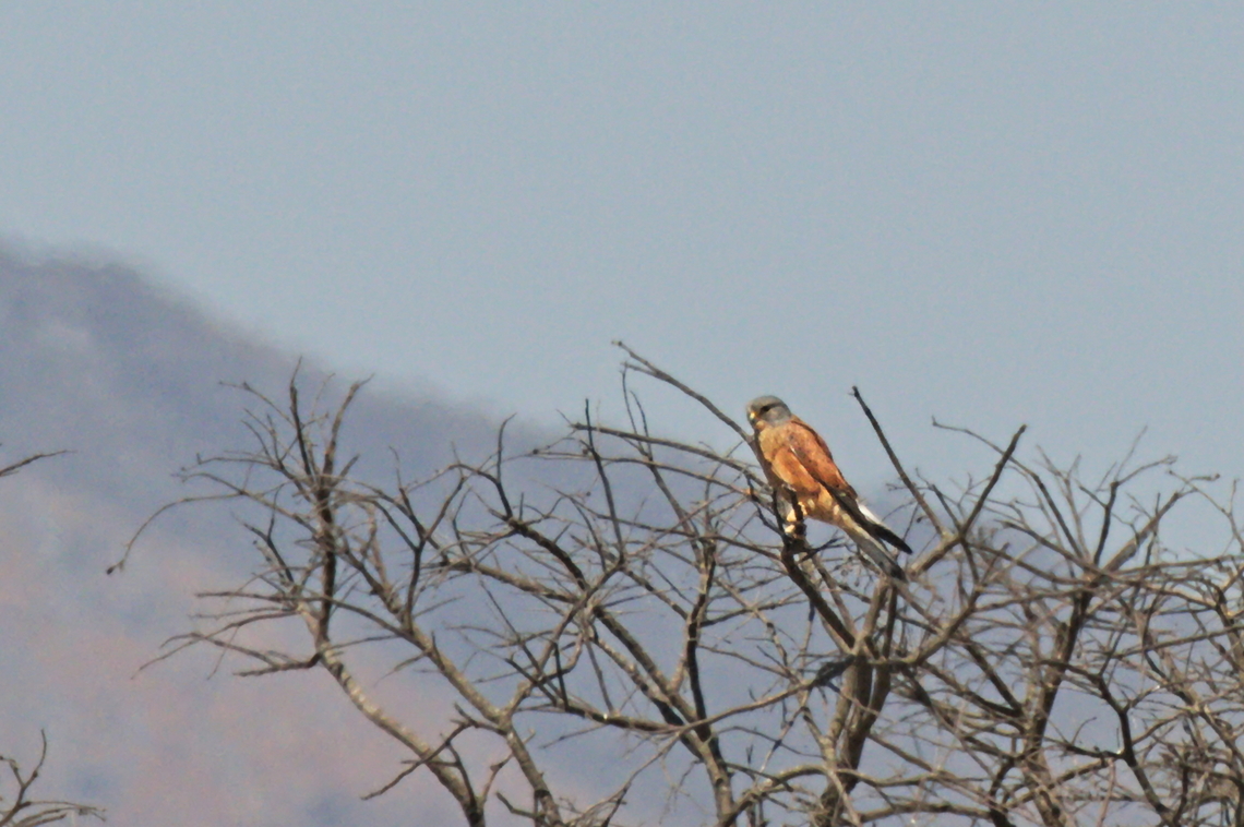 Rock Kestrel  Angola,Falco rupicolus,Geotagged,Rock kestrel,Winter