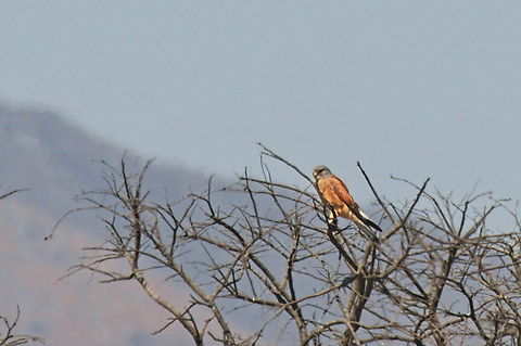 Rock Kestrel  Angola,Falco rupicolus,Geotagged,Rock kestrel,Winter
