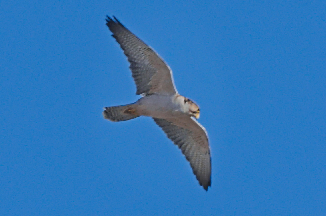 Lanner Falcon  Angola,Falco biarmicus,Geotagged,Lanner falcon,Winter