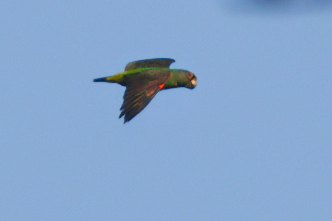Red-fronted Parrot  Angola,Geotagged,Poicephalus gulielmi,Red-fronted Parrot,Winter