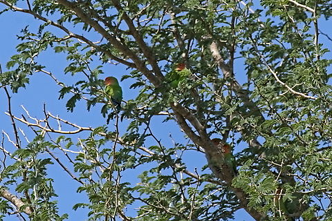 Search for your love: Rosy-faced Lovebird  4 birds visible at least ;)  Agapornis roseicollis,Angola,Geotagged,Rosy Faced Lovebirds,Winter