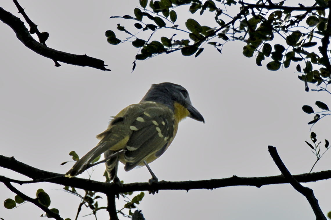Monteiro-s Bushshrike Monteiro&#039;s Bushshrike, another of Angolas endemics  Angola,Fall,Geotagged,Malaconotus monteiri,Monteiros bushshrike