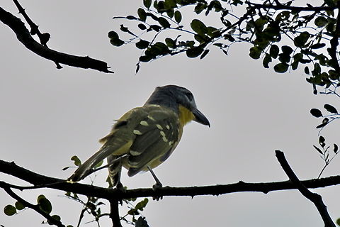 Monteiro-s Bushshrike Monteiro's Bushshrike, another of Angolas endemics  Angola,Fall,Geotagged,Malaconotus monteiri,Monteiros bushshrike