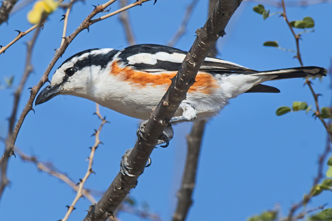 Brubru  Angola,Brubru,Geotagged,Nilaus afer,Winter