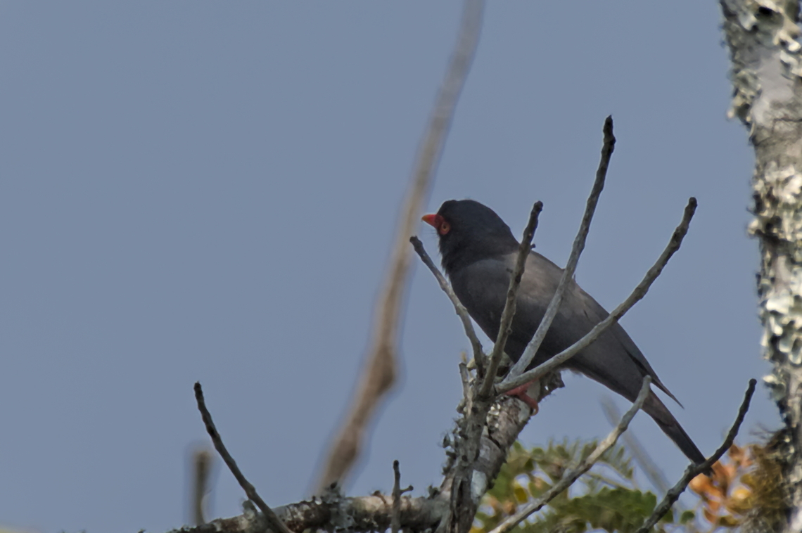 Retz-s Helmetshrike Retz's Helmetshrike  Angola,Geotagged,Prionops retzii,Retzs helmetshrike,Winter