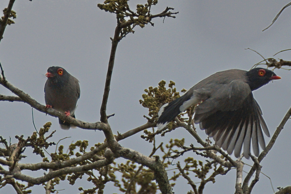 Gabela Helmetshrike flying off, another endemic species  Angola,Fall,Gabela helmetshrike,Geotagged,Prionops gabela