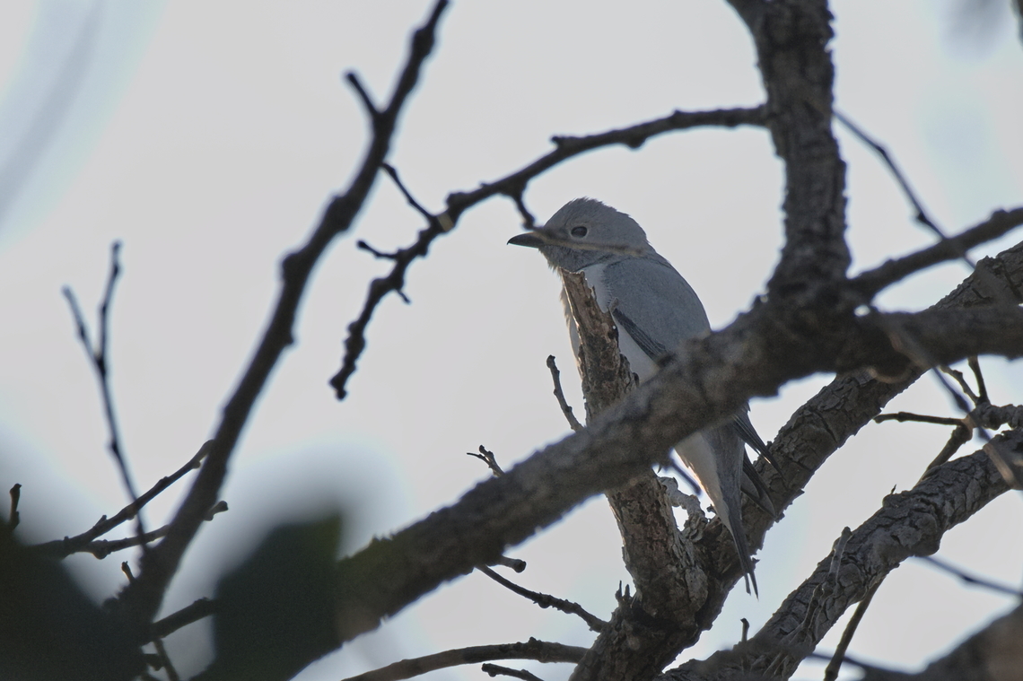 White-breasted Cuckooshrike  Angola,Ceblepyris pectoralis,Geotagged,White-breasted cuckooshrike,Winter