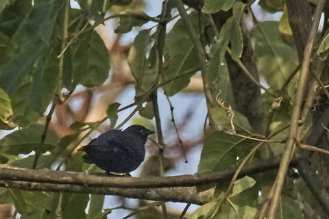 Purple-throated cuckooshrike