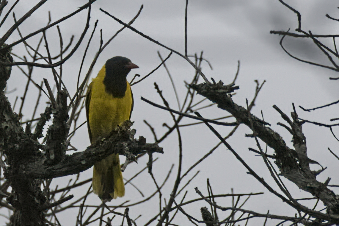 Black-headed Oriole  Angola,Black-headed Oriole,Geotagged,Oriolus larvatus,Winter