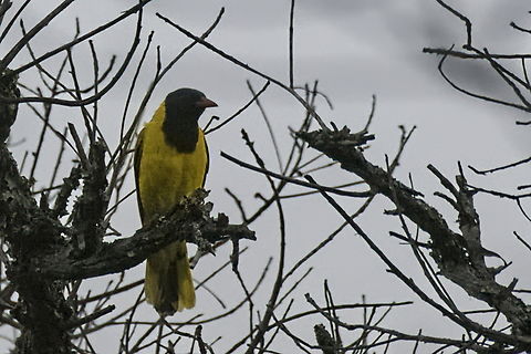 Black-headed Oriole  Angola,Black-headed Oriole,Geotagged,Oriolus larvatus,Winter